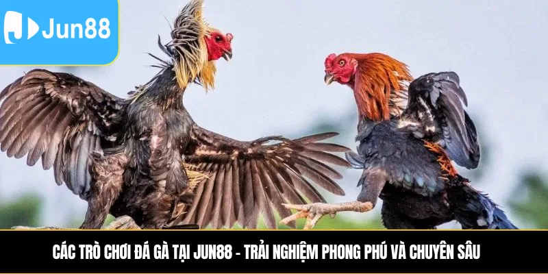 Các trò chơi đá gà tại Jun88 – Trải nghiệm phong phú và chuyên sâu 