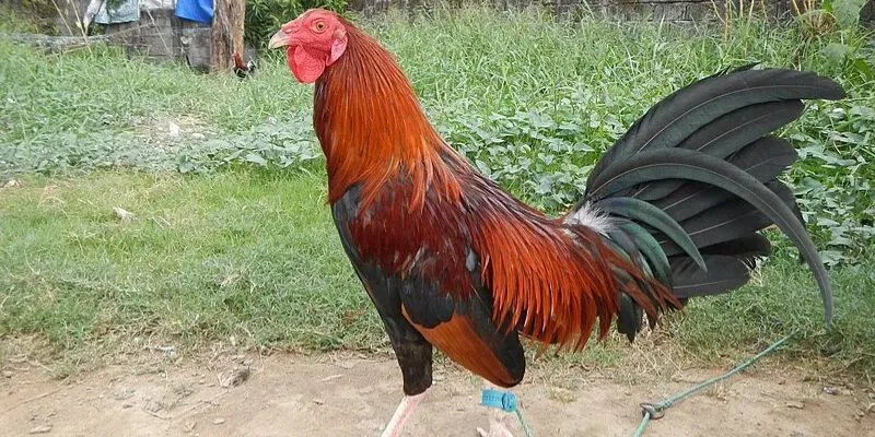Cách nuôi gà đá cựa sắt chọn giống